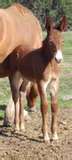 cheval